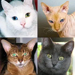 Скачать взломанную Cats Quiz Guess Popular Breeds  [МОД Бесконечные деньги] - стабильная версия apk на Андроид