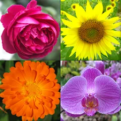 Скачать взломанную Flowers Quiz - Identify Plants  [МОД Бесконечные монеты] - стабильная версия apk на Андроид